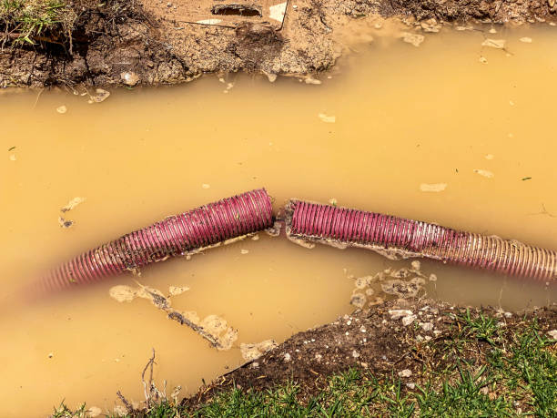 Best Professional water damage repair  in Orangeburg, SC